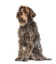 Sitting Expressive Korthals Griffon dog, isolated