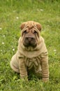 Sitting fawn puppy sharpei in the grass Royalty Free Stock Photo