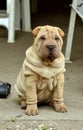 Sitting fawn puppy sharpei Royalty Free Stock Photo