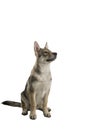 Sitting female tamaskan hybrid dog puppy with flappy ears isolated on a white background looking away