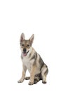 Sitting female tamaskan hybrid dog puppy with flappy ears isolated on a white background looking at camera