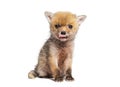 Sitting five weeks old Red fox cub licking its lips, isolated on white Royalty Free Stock Photo