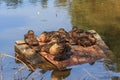 Sitting flock of ducks on a pond Royalty Free Stock Photo