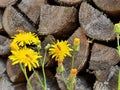 Sitting and flying bees on yellow flowers and pile of wood in the background