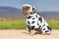 Sitting French Bulldog dog wearing a funny full body Halloween cow costume Royalty Free Stock Photo