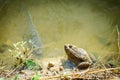 Sitting Frog and fish in the Pond Royalty Free Stock Photo