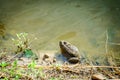 Sitting Frog in the Pond Royalty Free Stock Photo