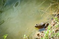 Sitting Frog in the Pond Royalty Free Stock Photo