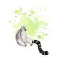 Sitting funny desperate ring-tailed lemur with long black and white tail on neon green watercolor splashes illustration Royalty Free Stock Photo