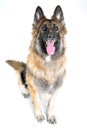 Sitting German Shepherd