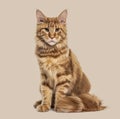 Sitting Ginger cat Main coon, against a colored background Royalty Free Stock Photo