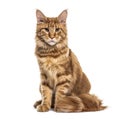 Sitting Ginger Main coon, isolated Royalty Free Stock Photo