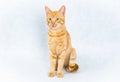 Sitting ginger tom cat on white background Royalty Free Stock Photo
