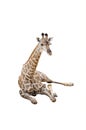 Sitting Giraffe Royalty Free Stock Photo