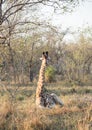 Sitting Giraffe Royalty Free Stock Photo