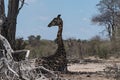 Sitting giraffe in the Makgadikgadi National Park, Botswana, Afr Royalty Free Stock Photo