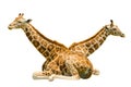 Sitting Giraffes isolated Royalty Free Stock Photo