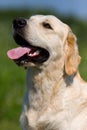 Sitting golden retriever