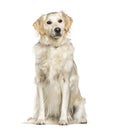 Sitting Golden Retriever dog, isolated