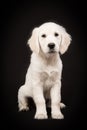 Sitting golden retriever puppy on a black background