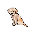 Sitting golden retriever puppy color line icon. Pictogram for web page