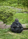 Sitting Gorilla Royalty Free Stock Photo