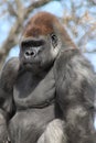Sitting gorilla Royalty Free Stock Photo