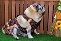 A colorful dress pug for the dogs` junina party