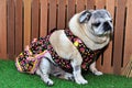 Sitting in the grass a pug in a colorful dress for junina party