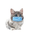 Sitting gray kitten in a mask on white background. Covid-19 prevention