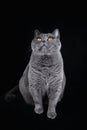 Sitting Gray shorthair British cat and looking up