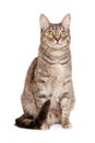 Sitting gray tabby cat