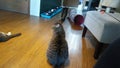 Sitting Gray Tabby Cat in cat cafe Royalty Free Stock Photo