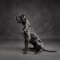 Sitting Great Dane dog Royalty Free Stock Photo