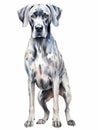 Sitting Great Dane: A Majestic Watercolor Illustration on White Background AI Generated