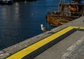 Sitting great gull in the harbor of the german city called Wismar