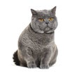 Sitting grey British shorthair with orange eyes looking away, isolated on white