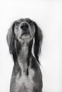 Sitting grey greyhound dog on white background