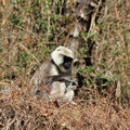 Sitting grey langur monkey photographed in the Langtang Valley Royalty Free Stock Photo