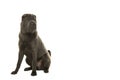 Sitting grey Shar-pei dog looking away on a white background in a horizontal image