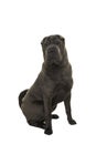 Sitting grey Shar Pei dog looking at the camera isolated on a white background Royalty Free Stock Photo