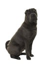 Sitting grey Shar Pei dog looking at the camera isolated on a white background Royalty Free Stock Photo