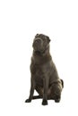 Sitting grey Shar-pei dog looking up on a white background