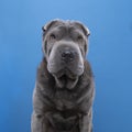 Sitting grey Sharpei dog looking at the camera isolated on a blue background Royalty Free Stock Photo