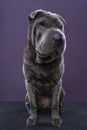 Sitting grey Sharpei dog looking at the camera isolated on a purple background Royalty Free Stock Photo