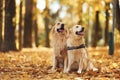 Sitting on the ground. Two labrador retrievers are together in the forest at autumn season daytime Royalty Free Stock Photo