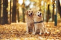 Sitting on the ground. Two labrador retrievers are together in the forest at autumn season daytime Royalty Free Stock Photo