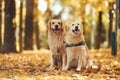 Sitting on the ground. Two labrador retrievers are together in the forest at autumn season daytime Royalty Free Stock Photo