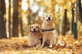 Sitting on the ground. Two labrador retrievers are together in the forest at autumn season daytime Royalty Free Stock Photo