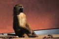 Sitting guinea baboon Royalty Free Stock Photo